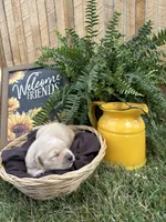 Pooh Bear, a male Golden Retriever for sale in Gettysburg, PA – 1 of 4