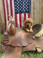 Liesl , a female Golden Retriever for sale in Gettysburg, PA – 3 of 9