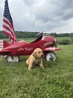 Rolfe, a male Golden Retriever for sale in Gettysburg, PA – 2 of 9