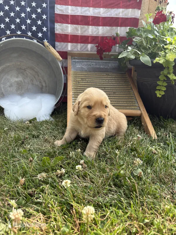 Hans – Golden Retriever puppy for sale in Gettysburg, PA