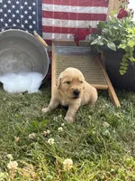 Hans, a male Golden Retriever for sale in Gettysburg, PA – 5 of 9