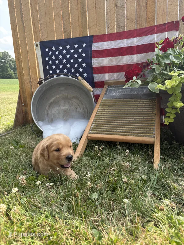 Uncle Max – Golden Retriever puppy for sale in Gettysburg, PA