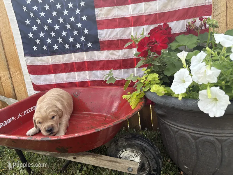 Captain Von Trapp – Golden Retriever puppy for sale in Gettysburg, PA