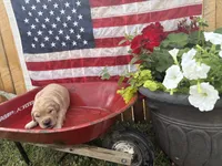 Captain Von Trapp, a male Golden Retriever for sale in Gettysburg, PA – 1 of 4