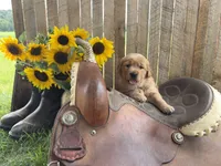 Kanga, a female Golden Retriever for sale in Gettysburg, PA – 2 of 8