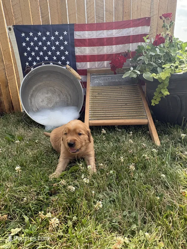 Fraulein Maria  – Golden Retriever puppy for sale in Gettysburg, PA