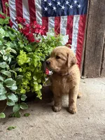 Kanga, a female Golden Retriever for sale in Gettysburg, PA – 1 of 8