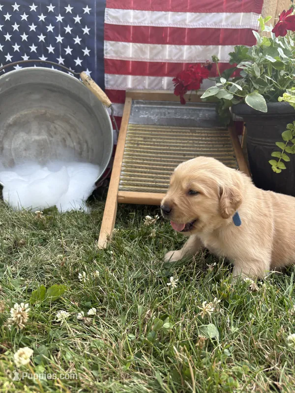 Captain Von Trapp – Golden Retriever puppy for sale in Gettysburg, PA