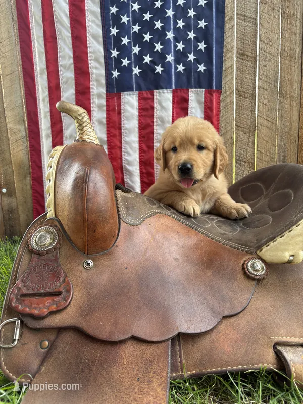 Rolfe – Golden Retriever puppy for sale in Gettysburg, PA