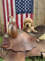 Rolfe, a male Golden Retriever for sale in Gettysburg, PA – 3 of 9