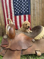 Gretl, a female Golden Retriever for sale in Gettysburg, PA – 3 of 9