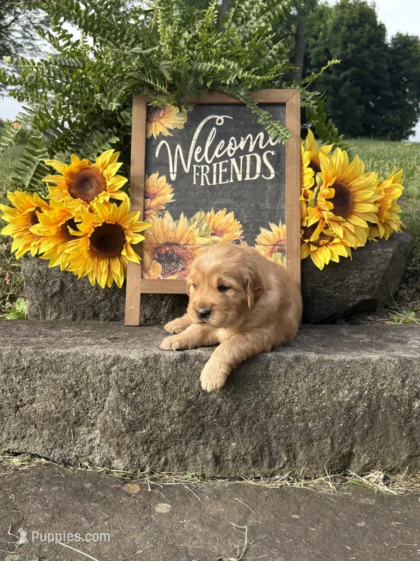 Roo – Golden Retriever puppy for sale in Gettysburg, PA