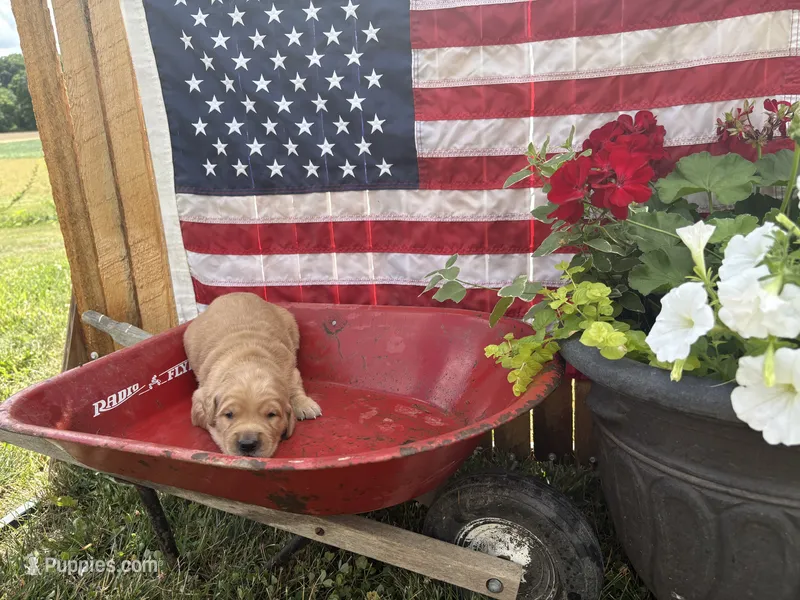 Rolfe – Golden Retriever puppy for sale in Gettysburg, PA