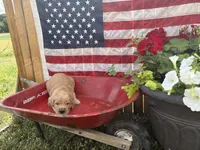 Rolfe, a male Golden Retriever for sale in Gettysburg, PA – 1 of 4