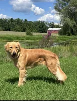 Uncle Max, a male Golden Retriever for sale in Gettysburg, PA – 2 of 4