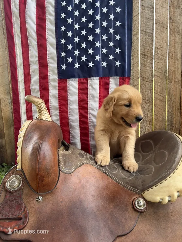 Edelweiss  – Golden Retriever puppy for sale in Gettysburg, PA