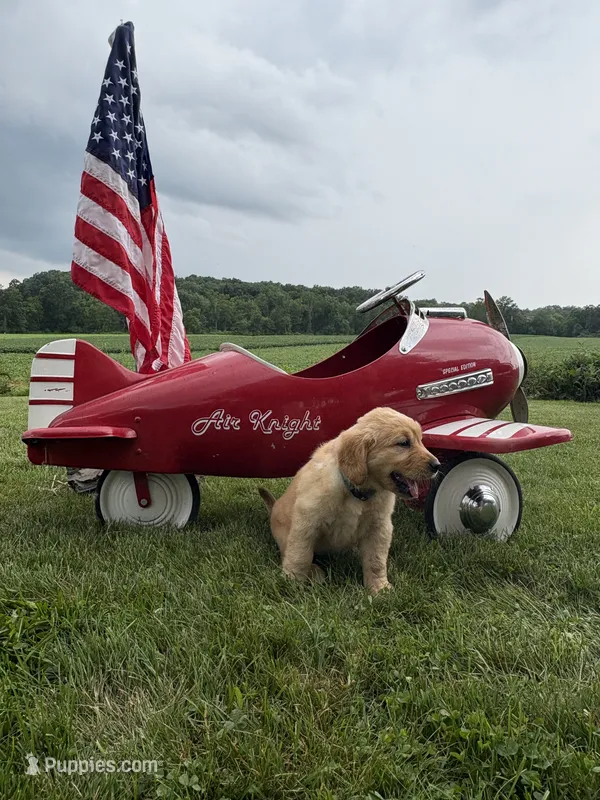 Gretl – Golden Retriever puppy for sale in Gettysburg, PA