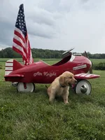 Gretl, a female Golden Retriever for sale in Gettysburg, PA – 2 of 9
