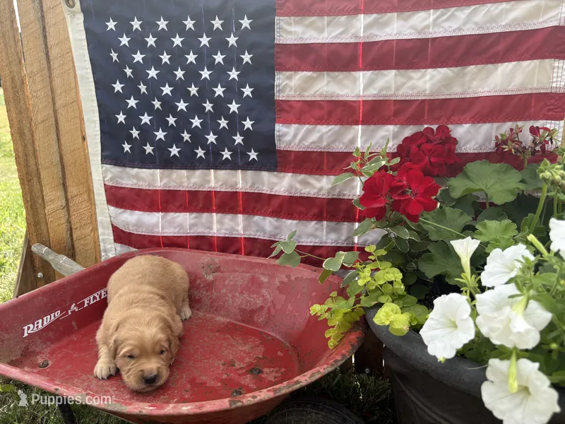 Edelweiss  – Golden Retriever puppy for sale in Gettysburg, PA