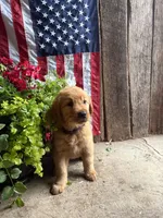 Liesl , a female Golden Retriever for sale in Gettysburg, PA – 1 of 9