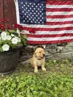 Gretl, a female Golden Retriever for sale in Gettysburg, PA – 4 of 9