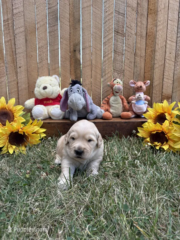 Pooh Bear – Golden Retriever puppy for sale in Gettysburg, PA
