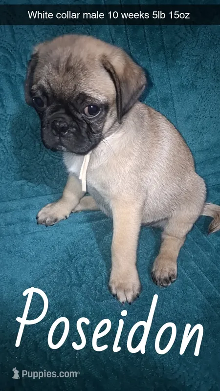 Poseidon-ACA-CKC- fawn – Pug puppy for sale in Summersville, MO