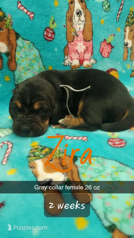 Zira – Basset Hound puppy for sale in Summersville, MO