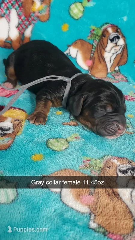 Zira – Basset Hound puppy for sale in Summersville, MO