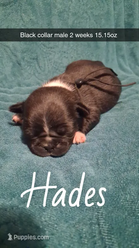 Hades- black – Pug puppy for sale in Summersville, MO
