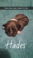 Hades- black, a male Pug for sale in Summersville, MO – 1 of 5