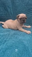 Grover-ACA-CKC- 1 blue eye , a male Pug for sale in Summersville, MO – 3 of 10
