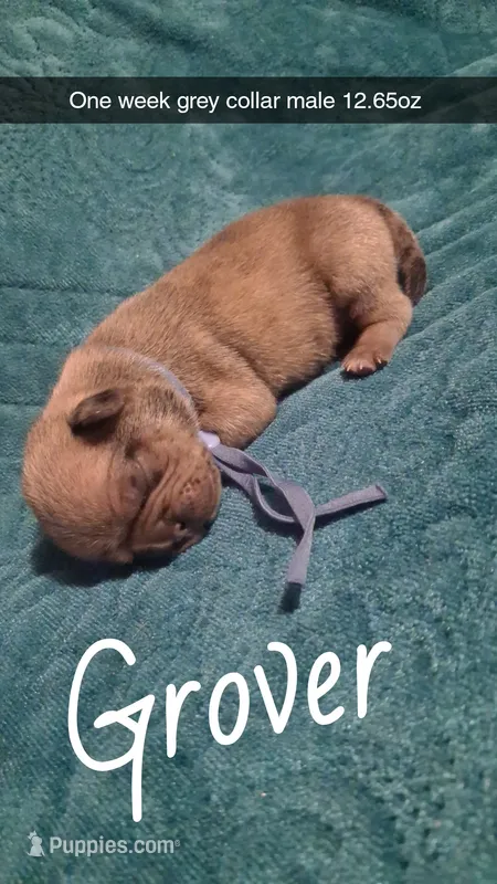 Grover  – Pug puppy for sale in Summersville, MO
