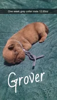 Grover , a male Pug for sale in Summersville, MO – 1 of 5