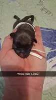 Poseidon, a male Pug for sale in Summersville, MO – 2 of 4