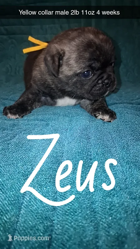 Zeus- brindle  – Pug puppy for sale in Summersville, MO