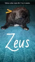 Zeus-ACA-CKC- brindle , a male Pug for sale in Summersville, MO – 1 of 9