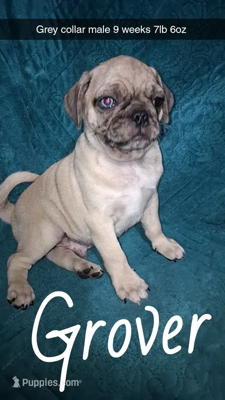 Grover-ACA-CKC- 1 blue eye  – Pug puppy for sale in Summersville, MO