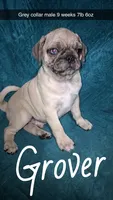 Grover-ACA-CKC- 1 blue eye , a male Pug for sale in Summersville, MO – 4 of 10