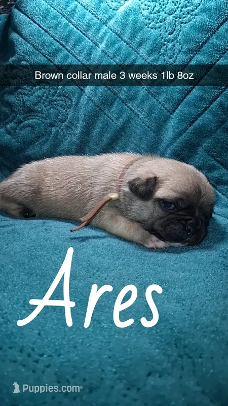 Ares- fawn  – Pug puppy for sale in Summersville, MO