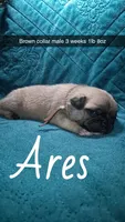 Ares-ACA-CKC- fawn , a male Pug for sale in Summersville, MO – 3 of 9