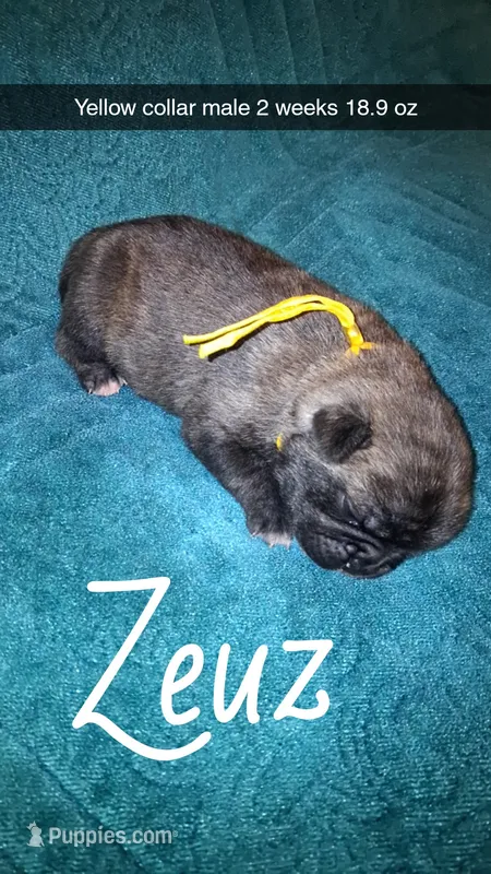 Zeus- brindle  – Pug puppy for sale in Summersville, MO