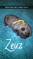 Zeus- brindle , a male Pug for sale in Summersville, MO – 1 of 5