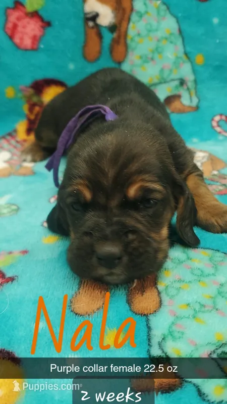 Nala – Basset Hound puppy for sale in Summersville, MO