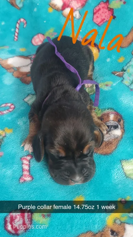 Nala – Basset Hound puppy for sale in Summersville, MO