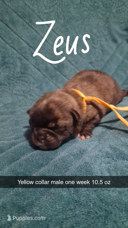 Zeus – Pug puppy for sale in Summersville, MO