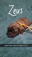 Zeus, a male Pug for sale in Summersville, MO – 1 of 4