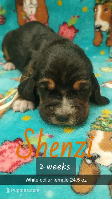 Shenzi – Basset Hound puppy for sale in Summersville, MO