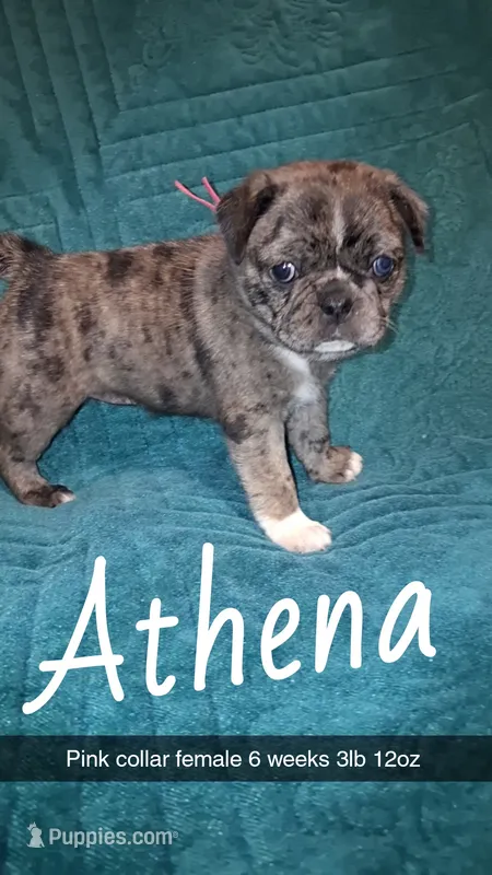 Athena-ACA-CKC- 1 blue eye  – Pug puppy for sale in Summersville, MO