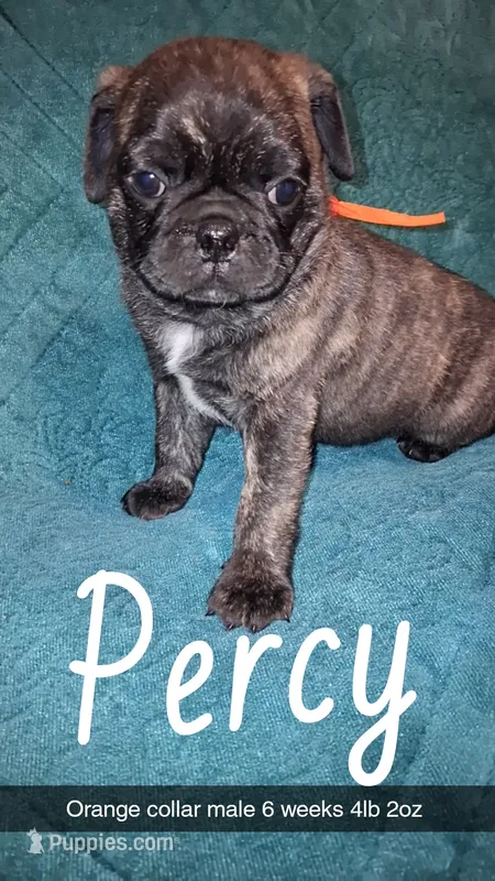 Percy-ACA-CKC- brindle  – Pug puppy for sale in Summersville, MO